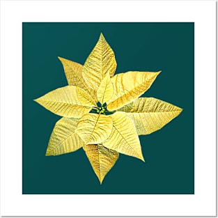 Poinsettias - Pale Yellow Poinsettia Posters and Art